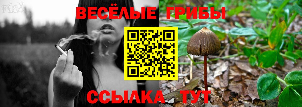Псилоцибиновые грибы мицелий Петропавловск-Камчатский